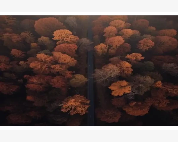 中医经验分享：陈皮干止咳化痰的正确食用方法